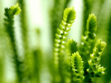 Botanical Zoom – Ein Blick auf meine Fensterbänke