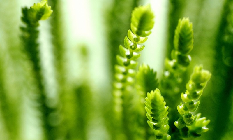 Botanical Zoom – Ein Blick auf meine Fensterbänke