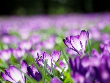 Frühlingsblüher im Dortmunder Rombergpark