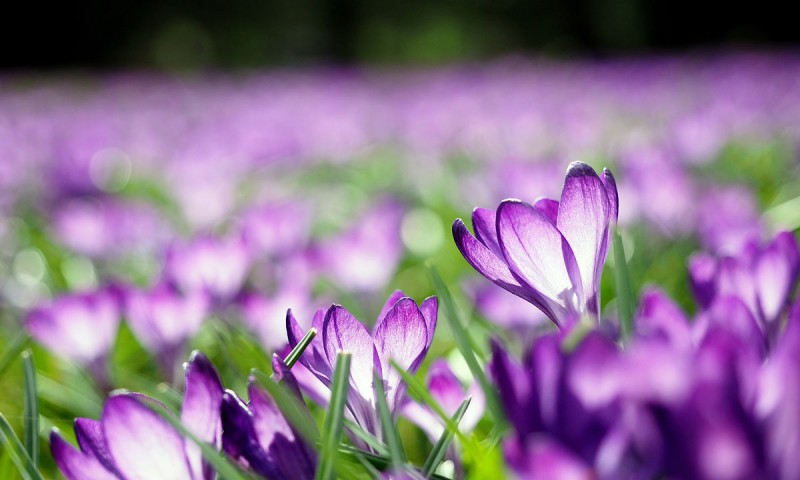 Frühlingsblüher im Dortmunder Rombergpark