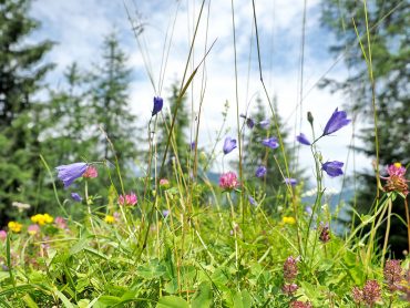 Bergblumen am Achensee - "Fee ist mein Name"