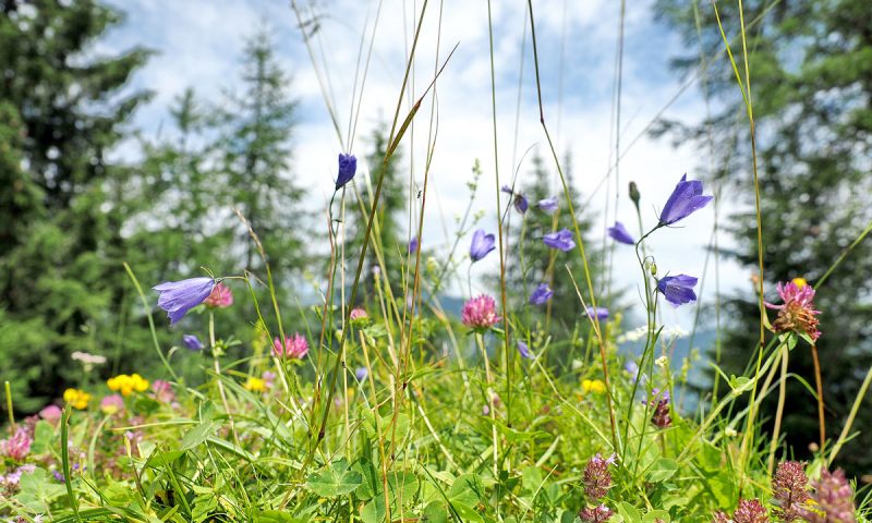 Bergblumen am Achensee - "Fee ist mein Name"