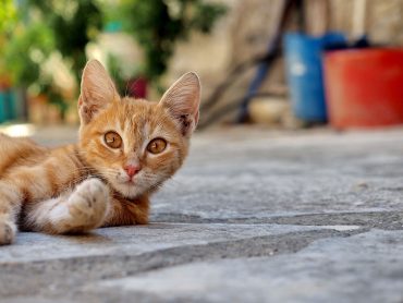 Zypern und seine Katzen - "Fee ist mein Name"