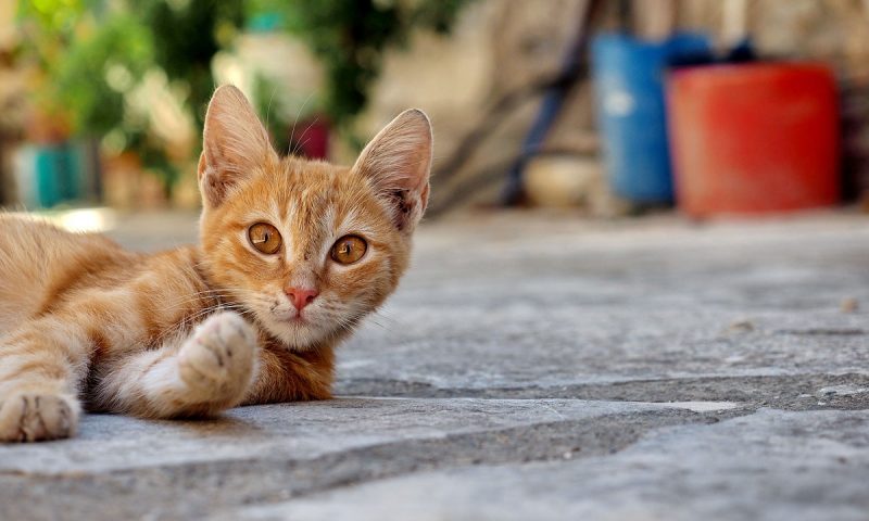 Zypern und seine Katzen - "Fee ist mein Name"