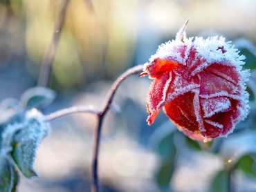 Ein frostiger Dezembertag im Westfalenpark - "Fee ist mein Name"