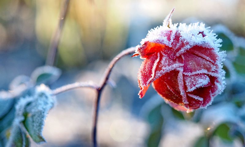 Ein frostiger Dezembertag im Westfalenpark - "Fee ist mein Name"