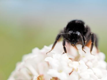 Erste Aufnahmen mit dem neuen Makroobjektiv - "Fee ist mein Name"