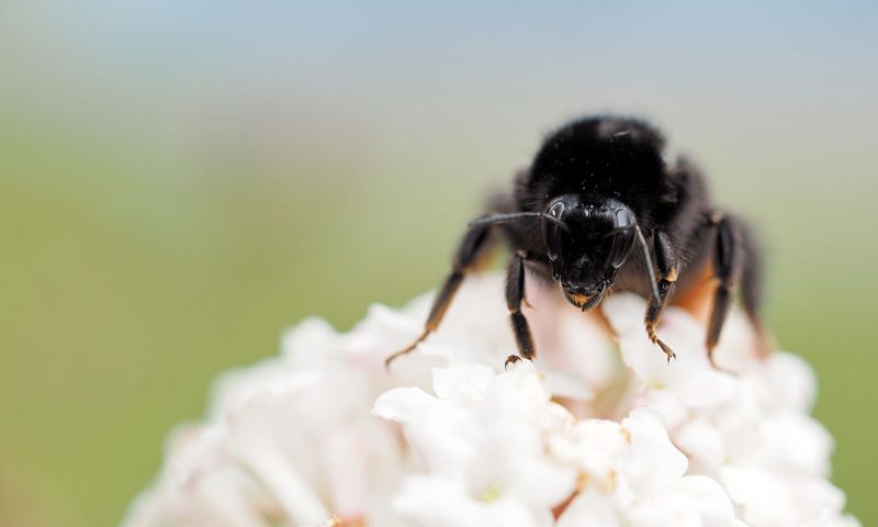 Erste Aufnahmen mit dem neuen Makroobjektiv - "Fee ist mein Name"