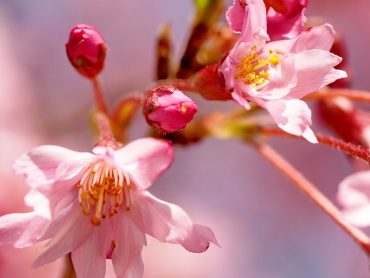 Das Glück, der Natur beim Wachsen zuzusehen - "Fee ist mein Name"