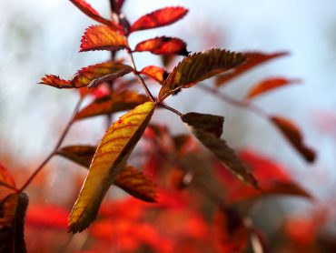 Herbst im Dortmunder Westfalenpark - "Fee ist mein Name"